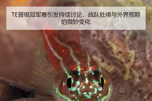 TE晋级冠军赛引发持续讨论，战队处境与外界预期的微妙变化